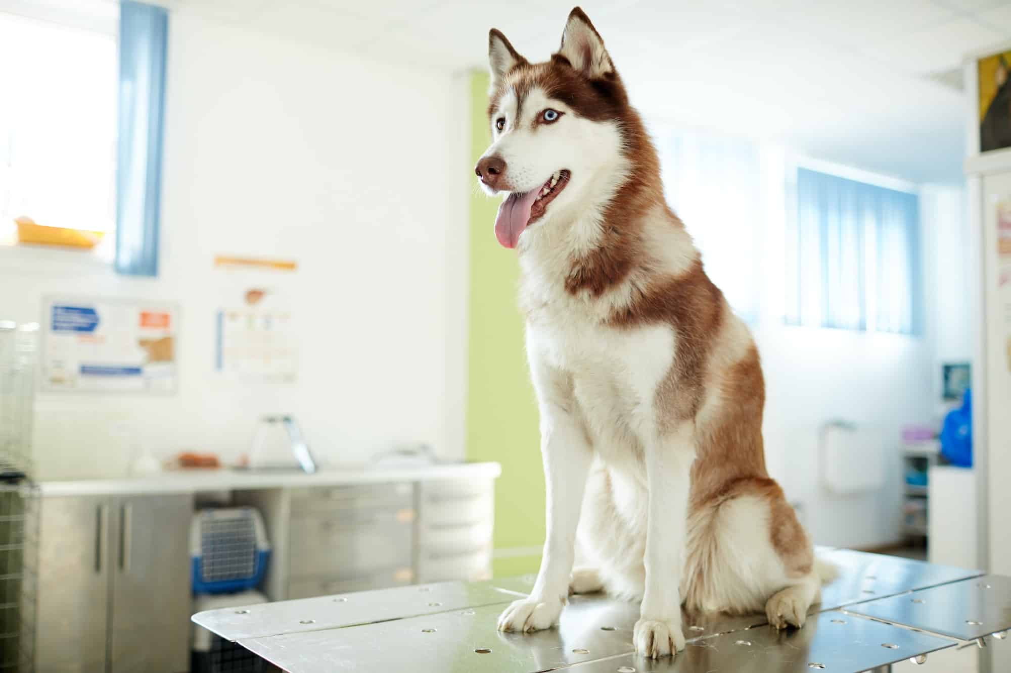 Dog in vet clinic